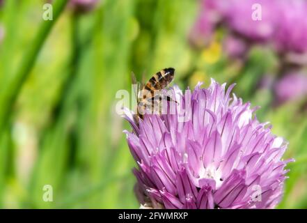 Abeille sur la fleur de ciboulette. Macro de l'abeille avec pollen sur les pattes arrière tout en collectant le nectar avec la tête à l'intérieur de la fleur pourpre. Bande noire jaune floue Banque D'Images