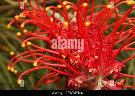 Image macro d'une fleur australienne de Grevillea très vive en rouge, jaune et orange. Fleur florale de Banque D'Images