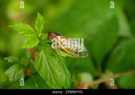 Brood X Cicada (Magicicada) sur la feuille de mûre, aire de loisirs de Carderock, MD Banque D'Images