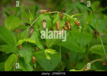 Brood X cigadas (Magicicada) et exosquelettes sur les feuilles, aire de loisirs de Carderock, MD Banque D'Images