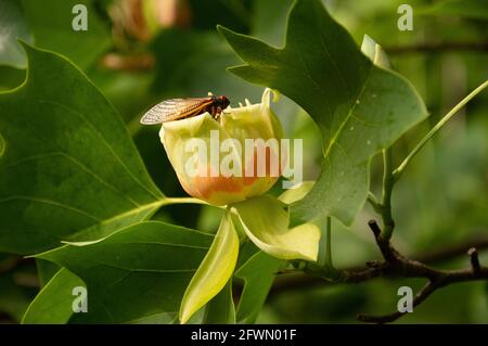 Brood X Cicada (Magicicada) sur une fleur de tulipe de peuplier avec des feuilles, aire de loisirs de Carderock, MD Banque D'Images