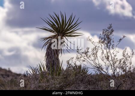 Joshua Tree National Park, CA, Etats-Unis - 30 décembre 2012 : cactus Mojave Yucca sur des crêtes grises et séchées sous un paysage sombre de nuages orageux. Banque D'Images