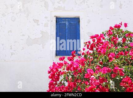 Bougainvilliers roses à côté d'une fenêtre peinte en bleu à Santorin, Grèce. Banque D'Images