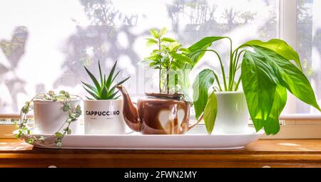 Plantes de maison cultivées en tasse recyclée et pot à thé exposé dans la fenêtre ensoleillée, recycler, réutiliser, cycle vers le haut pour la vie durable et le jardinage Banque D'Images