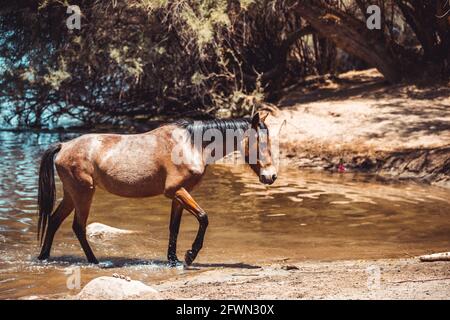 Chevaux sauvages buvant et broutant le long de la rivière Salt, forêt nationale de Tonto à Mesa, Arizona, juste à l'extérieur de Phoenix, Arizona, sur 05-18-2021 Banque D'Images