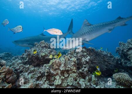 Requins-tigres, Galeocerdo cuvier, nagez au-dessus du récif de corail avec du thon rouge, du butterflyfish racoon, du vivaneau et d'autres poissons de récif, Kona, Hawaii Banque D'Images