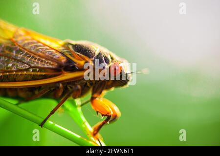 Un adulte dix-sept ans périodique cicada de la couvée X comme il est apparu à la mi-mai 2021. Notez les yeux rouges brillants et les touches jaunes. Banque D'Images