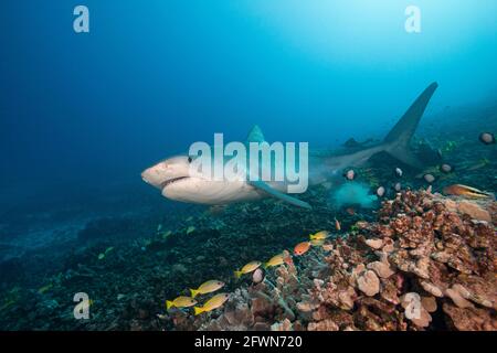 Le grand requin tigre femelle, Galeocerdo cuvier, nage au-dessus de la pente du récif corallien peuplé de pourpreurs de bleuets, de damoseleux et de poissons-baucon, Honokohau, Kona, Bi Banque D'Images