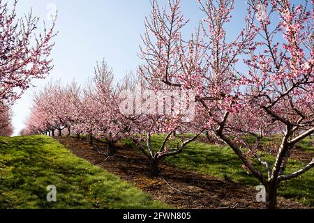 Les fleurs de pêche et de pomme fleurissent au printemps dans un verger à Hudson, Massachusetts, États-Unis. Banque D'Images