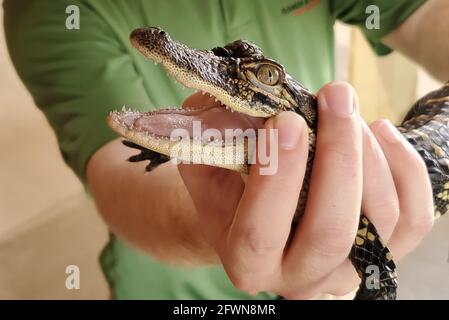 Gros plan d'un alligator américain à Insta-Gator Ranch et Hatchery, la bouche étant tenue par un ouvrier pour s'ouvrir pour montrer ses dents. Banque D'Images