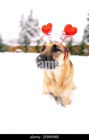 Un super mignon et beau chien de berger allemand portant un Serre-tête Saint-Valentin assis/allongé dans la neige avec de la neige sur son museau regardant l'appareil photo Banque D'Images