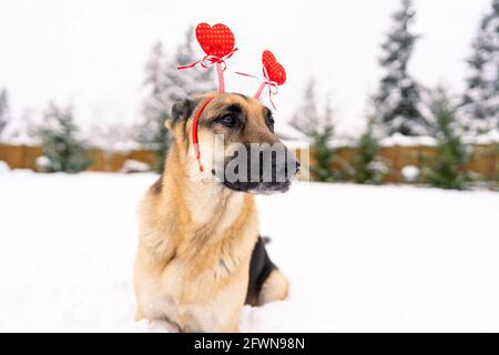 Un super mignon et beau chien de berger allemand portant un Serre-tête Saint-Valentin assis/allongé dans la neige avec de la neige sur son museau regardant l'appareil photo Banque D'Images