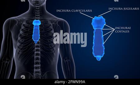 anatomie du squelette humain masculin. illustration 3d. Banque D'Images