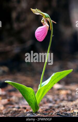 Orchidée de la Vierge rose (Cypripedium acaule) émergeant après une brûlure contrôlée dans la forêt récréative de l'État de Dupont, Cedar Mountain près de Brevard, au nord Banque D'Images