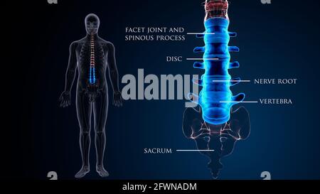 anatomie osseuse lombaire humaine. illustration 3d. Banque D'Images