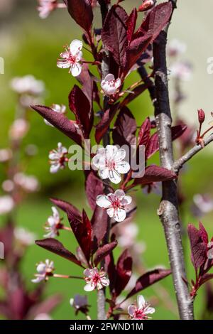 Gros plan sur une texture abstraite de fleurs blanches délicates sur une feuille de sable pourpre de cerisier (prunus cistena), avec un fond défoqué Banque D'Images