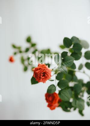 gros plan des roses sur fond blanc Banque D'Images