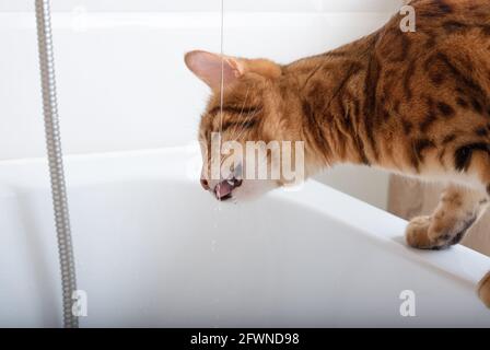 Le chat Bengale boit ardemment de l'eau du robinet dans le salle de bains Banque D'Images