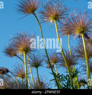 Gros plan des graines de plumes de la fleur de Pasque (Pulsatilla vulgaris) au printemps. Têtes de graines soyeuses de fleurs de paseireau d'Europe. Ciel bleu dans le backgrou Banque D'Images