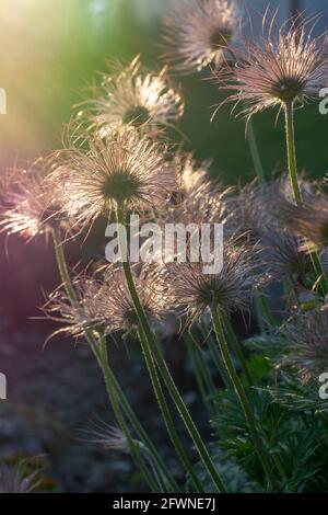 Gros plan des graines de plumes de la fleur de Pasque (Pulsatilla vulgaris) au printemps. Têtes de graines soyeuses de fleurs de paseireau d'Europe. Banque D'Images