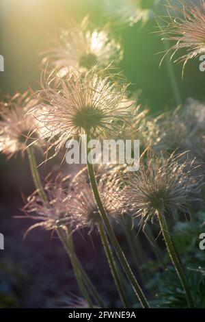 Gros plan des graines de plumes de la fleur de Pasque (Pulsatilla vulgaris) au printemps. Têtes de graines soyeuses de fleurs de paseireau d'Europe. Banque D'Images