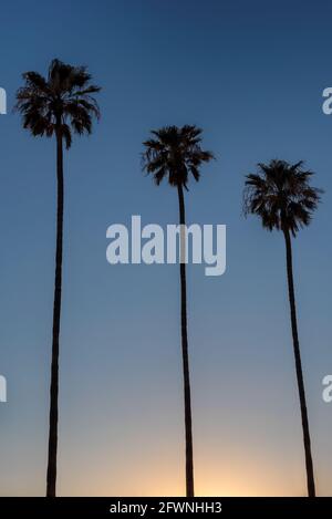 Palmiers au coucher du soleil sur la plage de Californie Banque D'Images