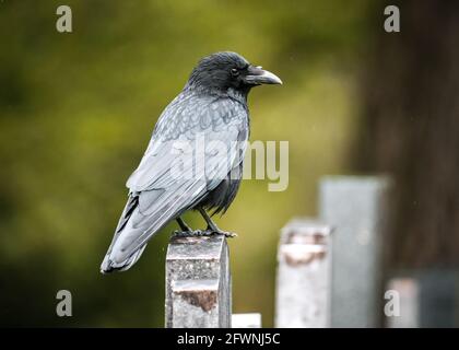 Grand oiseau sauvage noir corbeau effrayant avec bec pointu et griffes debout sur la pierre de tombe effrayante dans le cimetière de cimetière de chantier de churchyard. Mauvais augure. Banque D'Images