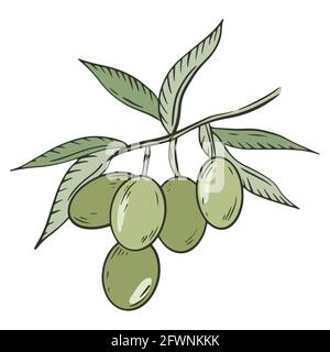 Branche d'olivier, vecteur. Olives vertes avec feuilles. Une poignée de baies. Oléagineux d'olive. Dessin à la main. Illustration de Vecteur