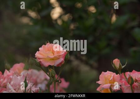 Une rose est une plante vivace ligneuse du genre Rosa, de la famille des Rosacées, ou la fleur qu'elle porte. Il y a plus de trois cents espèces d'une Banque D'Images