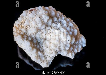 Gros plan de la coquille du squelette de corail séché. Photo de haute qualité Banque D'Images