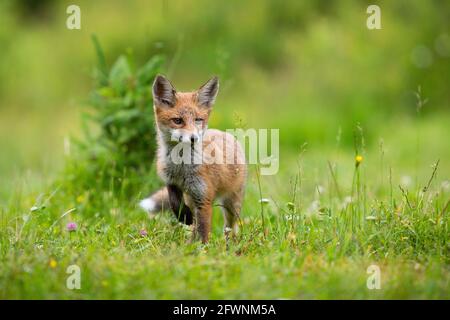 Un petit renard roux qui marche sur une glade en fleurs en été Banque D'Images