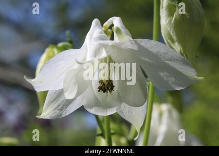 Gros plan d'une fleur aquilegia blanc pur, illuminée par le soleil à l'extérieur dans un cadre naturel. Également connu sous le nom de Granny's Bonnet ou Columbine. Banque D'Images