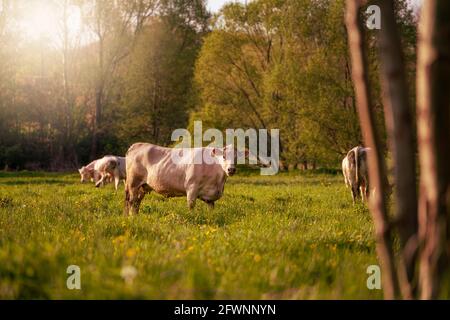 une vache se tient dans le champ et regarde dans le appareil photo Banque D'Images