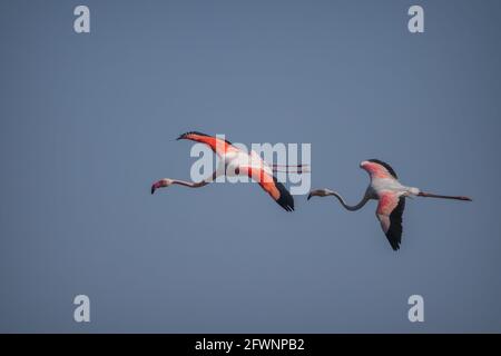 Deux plus grands flamants volant haut dans le ciel bleu au sanctuaire d'oiseaux de Thol à Gujarat, Inde Banque D'Images