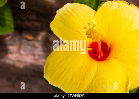 Hibiscus jaune fleurs sur fond vert Banque D'Images