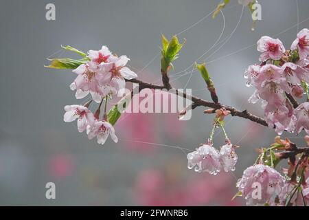 La cerise fleurit après la pluie, soie d'araignée avec raindrops.train, fleur de cerisier, arbre, nuage. Diverses vues sur la forêt nationale de l'Alishan Banque D'Images