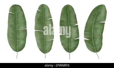 Feuille d'aquarelle Banana tropicale dessinée à la main Banque D'Images