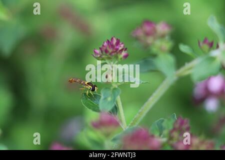 un hoverfly assis sur une fleur de marjolaine violette Banque D'Images