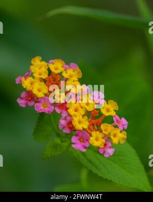 Une belle vue rapprochée de Lantana Camara jaune et rose fleurs sur fond flou par des feuilles vertes sur une forêt Au Bangladesh Banque D'Images