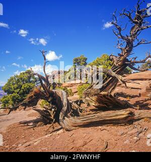Arbre généalogique de Juniper dans Canyonlands National Park Banque D'Images