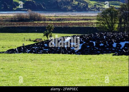 Les vieux pneus couvrent un tas d'ensilage au milieu de Un enclos en Nouvelle-Zélande Banque D'Images