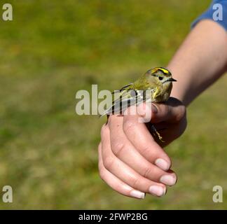 Goldcrest (Regulus regulus) sur la main d'un ornithologue pendant la baguage d'oiseaux, Col de la Croix, Bex, Vaud, Suisse Banque D'Images