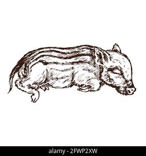 Boar sauvage (sus scrofa) porcelet dormant, dessin d'encre de style gravire, illustration isolée sur blanc Banque D'Images