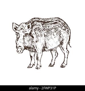 Sanglier (sus scrofa) cochon debout vue latérale, illustration de dessin d'encre de style gravire isolée sur blanc Banque D'Images