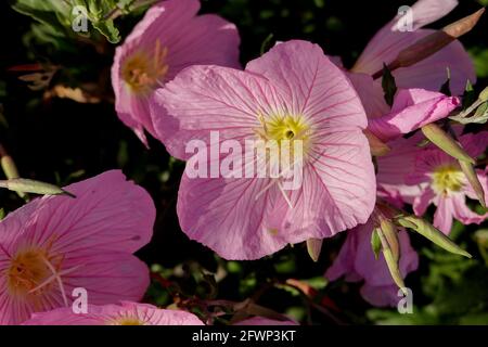 Oenothera Speciosa, également connu sous le nom de pinkladies , primrose mexicaine. fleurs sauvages vivaces herbacées. Californie ; États-Unis Banque D'Images