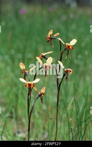 Orchidée commune Diurus corymbosa Australie occidentale PL001121 Banque D'Images