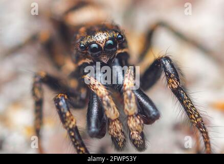 Araignée sauteuse mâle Salticus cingulatus. Yeux de Salticus cingulatus. Portrait drôle d'araignée Banque D'Images