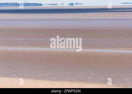 Vue de l'extrême Arnside sur la baie de Morecambe en direction de Morecambe, Lancashire, Royaume-Uni avec un marcheur sur le sable Banque D'Images