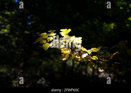 Une branche de Hawthorn (Crataegus monogyna) dans une forêt sombre, cueillie par un puits de lumière du soleil: Alver Valley Country Park, Gosport, Hampshire, Royaume-Uni Banque D'Images