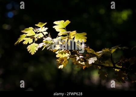 Une branche de Hawthorn (Crataegus monogyna) dans une forêt sombre, cueillie par un puits de lumière du soleil: Alver Valley Country Park, Gosport, Hampshire, Royaume-Uni Banque D'Images